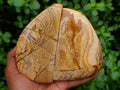Polished Picture Stone Jasper Standing Free Forms x 2 From Ais-Ais, Namibia - Toprock Gemstones and Minerals 