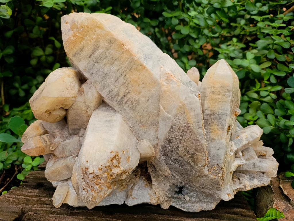 Natural XL Smokey Quartz Cluster x 1 From Erongo, Namibia - Toprock Gemstones and Minerals 