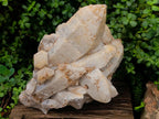 Natural XL Smokey Quartz Cluster x 1 From Erongo, Namibia - Toprock Gemstones and Minerals 