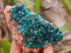 Natural Dioptase on Dolomite Specimens x 6 From Likasi, Congo - Toprock Gemstones and Minerals 