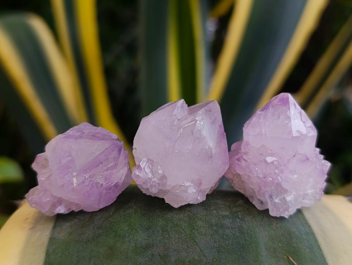 Natural Sunburst Cactus Amethyst Spirit Quartz Single Crystals x 35 From Boekenhouthoek, South Africa - Toprock Gemstones and Minerals 
