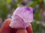 Natural Sunburst Cactus Amethyst Spirit Quartz Single Crystals x 35 From Boekenhouthoek, South Africa - Toprock Gemstones and Minerals 