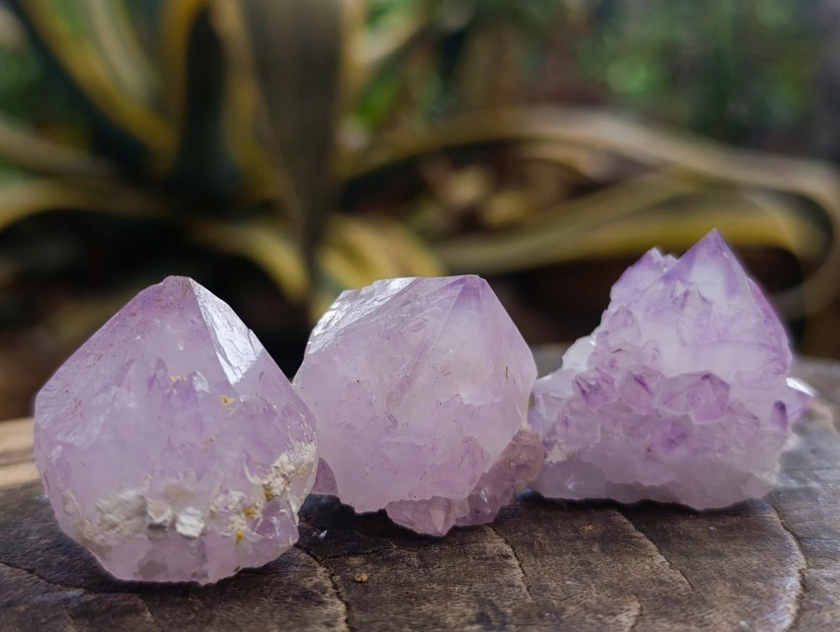 Natural Sunburst Cactus Amethyst Spirit Quartz Single Crystals x 35 From Boekenhouthoek, South Africa - Toprock Gemstones and Minerals 