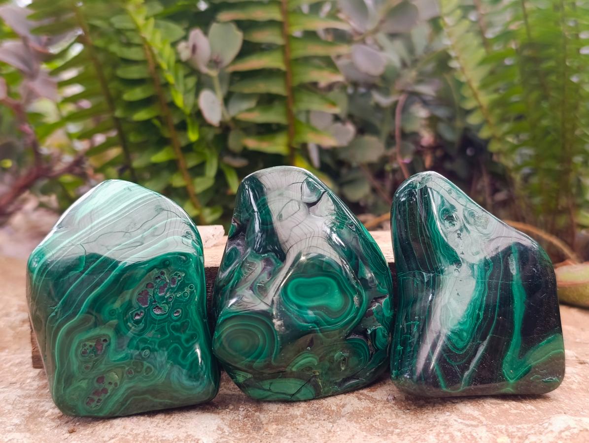 Polished Flower Banded Malachite Free Forms x 12 From Congo - Toprock Gemstones and Minerals 