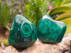 Polished Flower Banded Malachite Free Forms x 12 From Congo - Toprock Gemstones and Minerals 