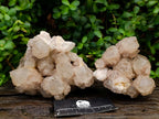 Natural Large Cascading White Phantom Smokey Luena Quartz Clusters x 2 From Luena, Congo - Toprock Gemstones and Minerals 