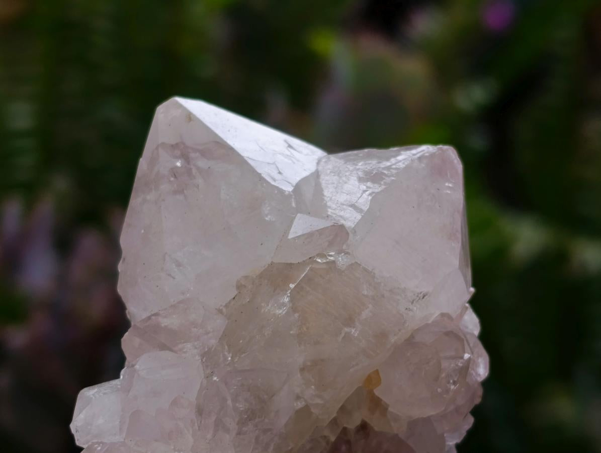 Natural Large White Cactus Flower Spirit Clusters x 12 From Boekenhouthoek, South Africa - Toprock Gemstones and Minerals 