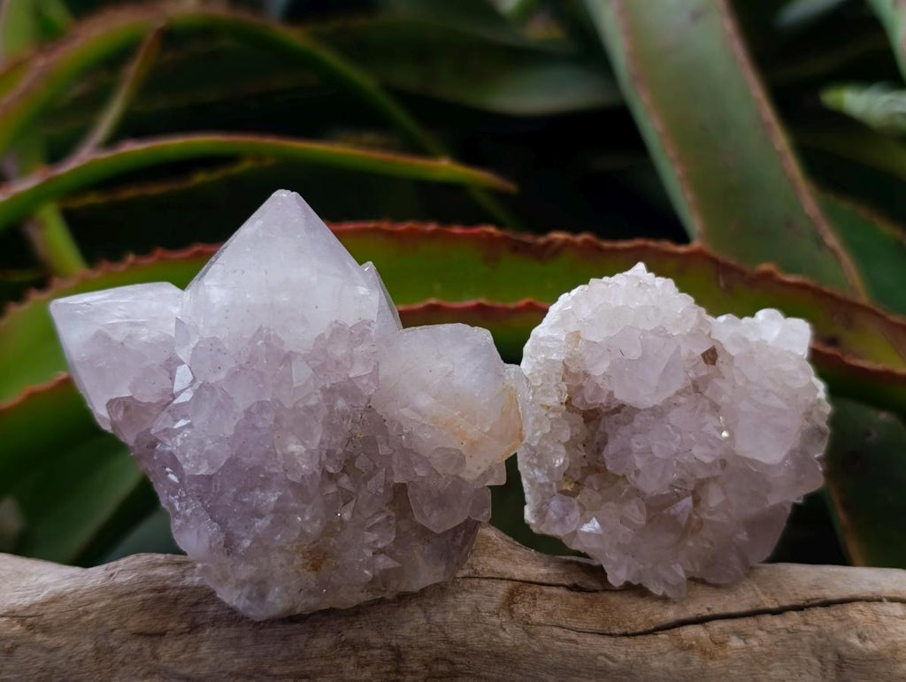 Natural Large White Cactus Flower Spirit Clusters x 12 From Boekenhouthoek, South Africa - Toprock Gemstones and Minerals 