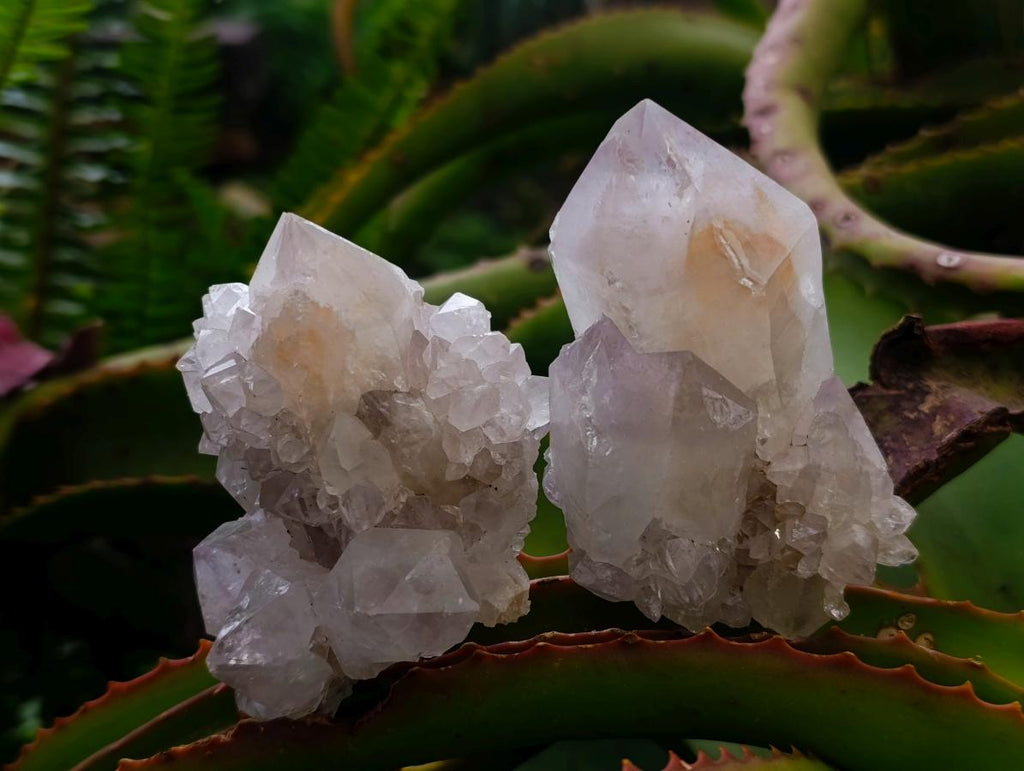 Natural Large White Cactus Flower Spirit Clusters x 12 From Boekenhouthoek, South Africa - Toprock Gemstones and Minerals 