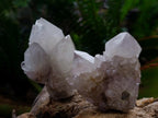 Natural Large White Cactus Flower Spirit Clusters x 12 From Boekenhouthoek, South Africa - Toprock Gemstones and Minerals 