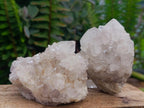 Natural Large White Cactus Flower Spirit Clusters x 12 From Boekenhouthoek, South Africa - Toprock Gemstones and Minerals 