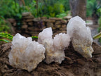 Natural Large White Cactus Flower Spirit Clusters x 12 From Boekenhouthoek, South Africa - Toprock Gemstones and Minerals 