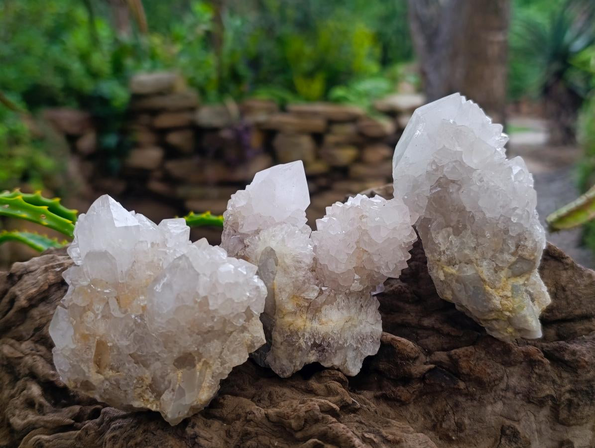 Natural Large White Cactus Flower Spirit Clusters x 12 From Boekenhouthoek, South Africa - Toprock Gemstones and Minerals 