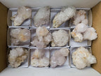 Natural Large White Cactus Flower Spirit Clusters x 12 From Boekenhouthoek, South Africa - Toprock Gemstones and Minerals 