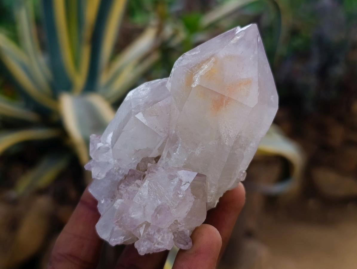 Natural Large White Cactus Flower Spirit Clusters x 12 From Boekenhouthoek, South Africa - Toprock Gemstones and Minerals 
