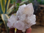 Natural Large White Cactus Flower Spirit Clusters x 12 From Boekenhouthoek, South Africa - Toprock Gemstones and Minerals 