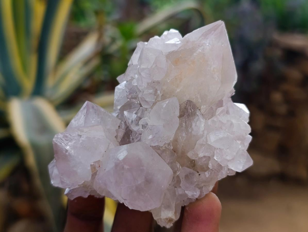 Natural Large White Cactus Flower Spirit Clusters x 12 From Boekenhouthoek, South Africa - Toprock Gemstones and Minerals 