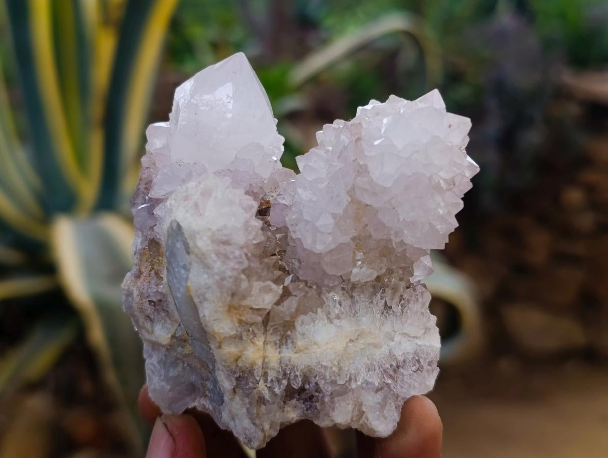 Natural Large White Cactus Flower Spirit Clusters x 12 From Boekenhouthoek, South Africa - Toprock Gemstones and Minerals 