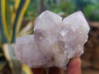 Natural Large White Cactus Flower Spirit Clusters x 12 From Boekenhouthoek, South Africa - Toprock Gemstones and Minerals 