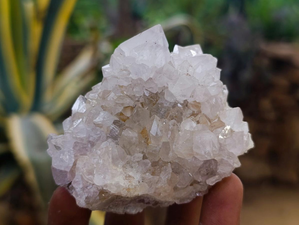 Natural Large White Cactus Flower Spirit Clusters x 12 From Boekenhouthoek, South Africa - Toprock Gemstones and Minerals 