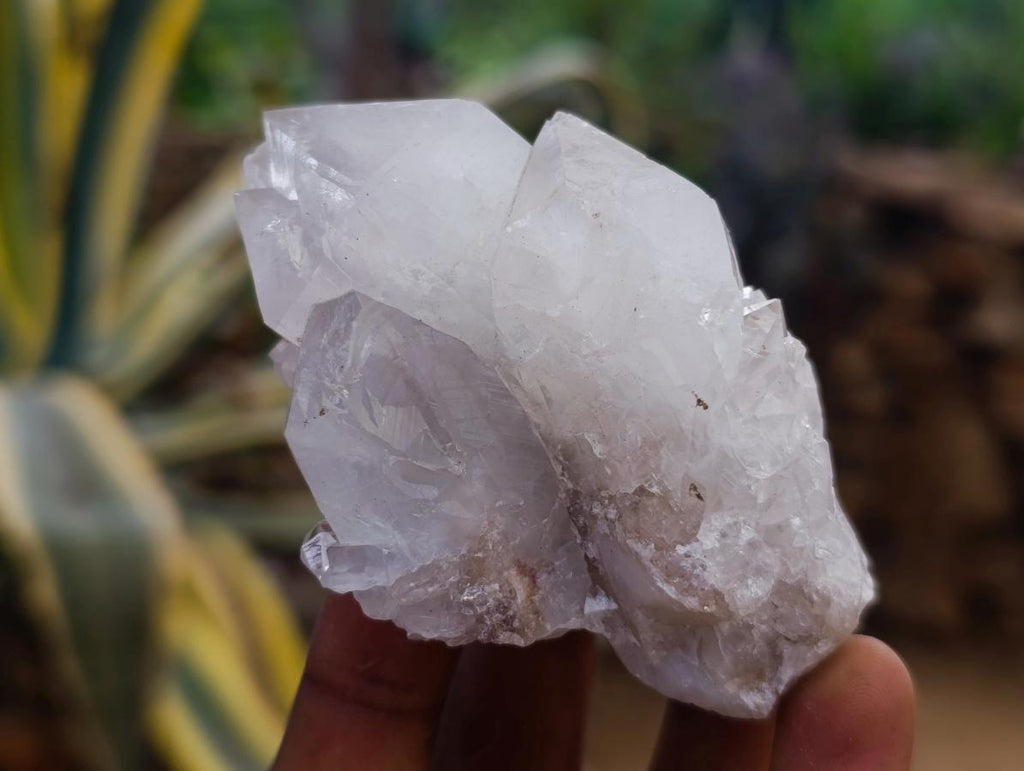 Natural Large White Cactus Flower Spirit Clusters x 12 From Boekenhouthoek, South Africa - Toprock Gemstones and Minerals 
