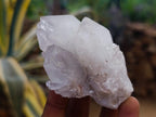Natural Large White Cactus Flower Spirit Clusters x 12 From Boekenhouthoek, South Africa - Toprock Gemstones and Minerals 