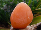 Polished Orange Twist Calcite Standing Free Forms x 2 From Maevantanana, Madagascar - Toprock Gemstones and Minerals 