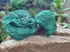 Natural Botryoidal Malachite Specimens x 12 From Congo - Toprock Gemstones and Minerals 