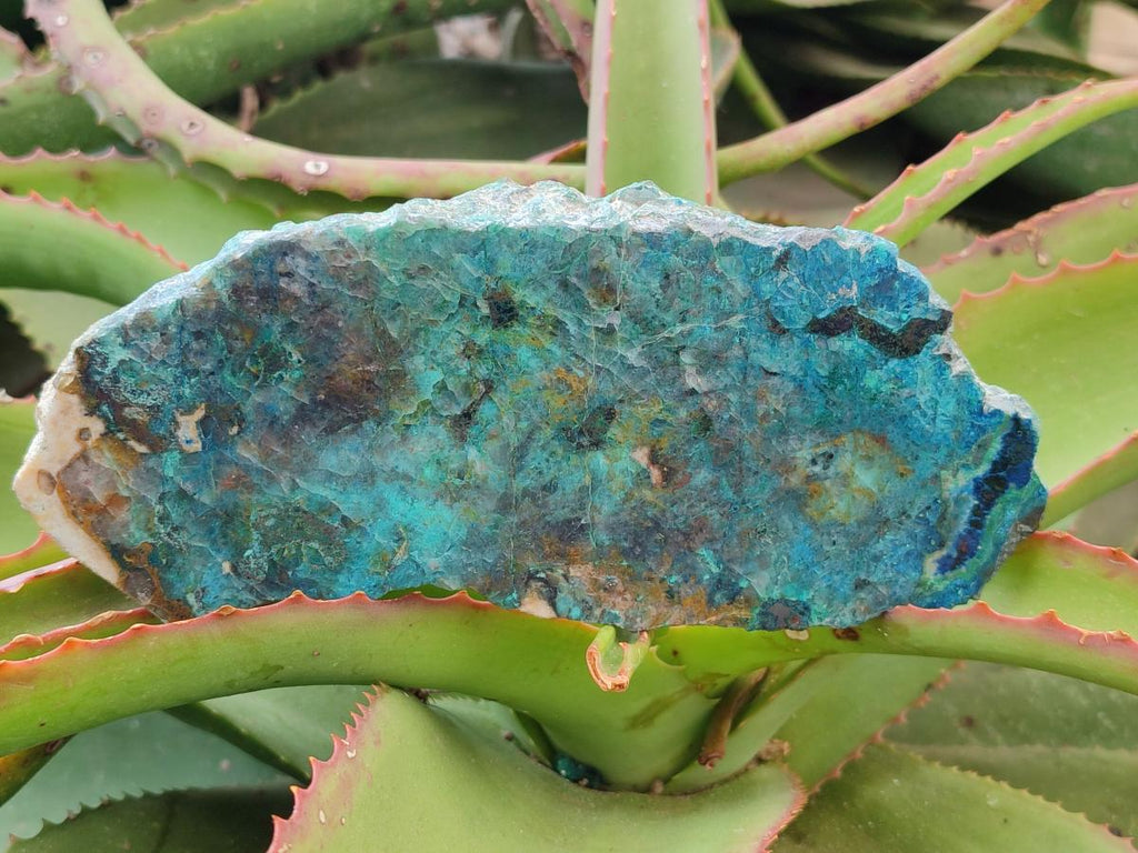 Polished One Side Shattuckite Slices x 6 From Kaokoveld, Namibia - Toprock Gemstones and Minerals 