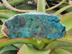 Polished One Side Shattuckite Slices x 6 From Kaokoveld, Namibia - Toprock Gemstones and Minerals 