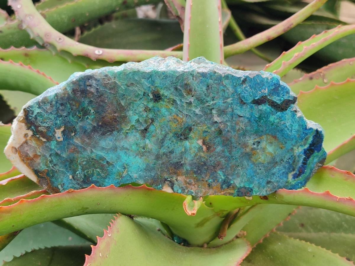 Polished One Side Shattuckite Slices x 6 From Kaokoveld, Namibia - Toprock Gemstones and Minerals 