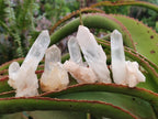 Natural Mixed Quartz Clusters x 27 From Madagascar - Toprock Gemstones and Minerals 