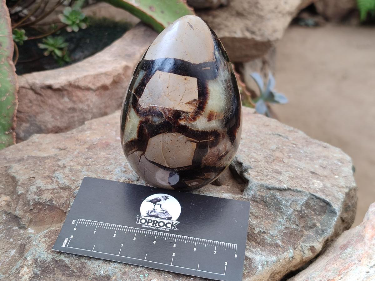 Polished Septerye Eggs x 3 From Mahajanga, Madagascar - Toprock Gemstones and Minerals 
