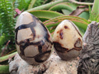 Polished Septerye Eggs x 3 From Mahajanga, Madagascar - Toprock Gemstones and Minerals 