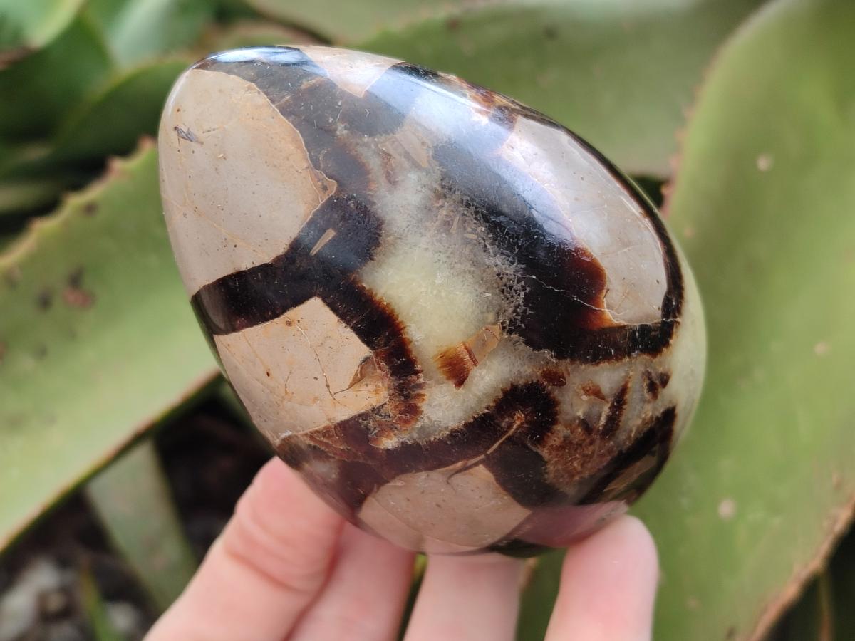 Polished Septerye Eggs x 3 From Mahajanga, Madagascar - Toprock Gemstones and Minerals 