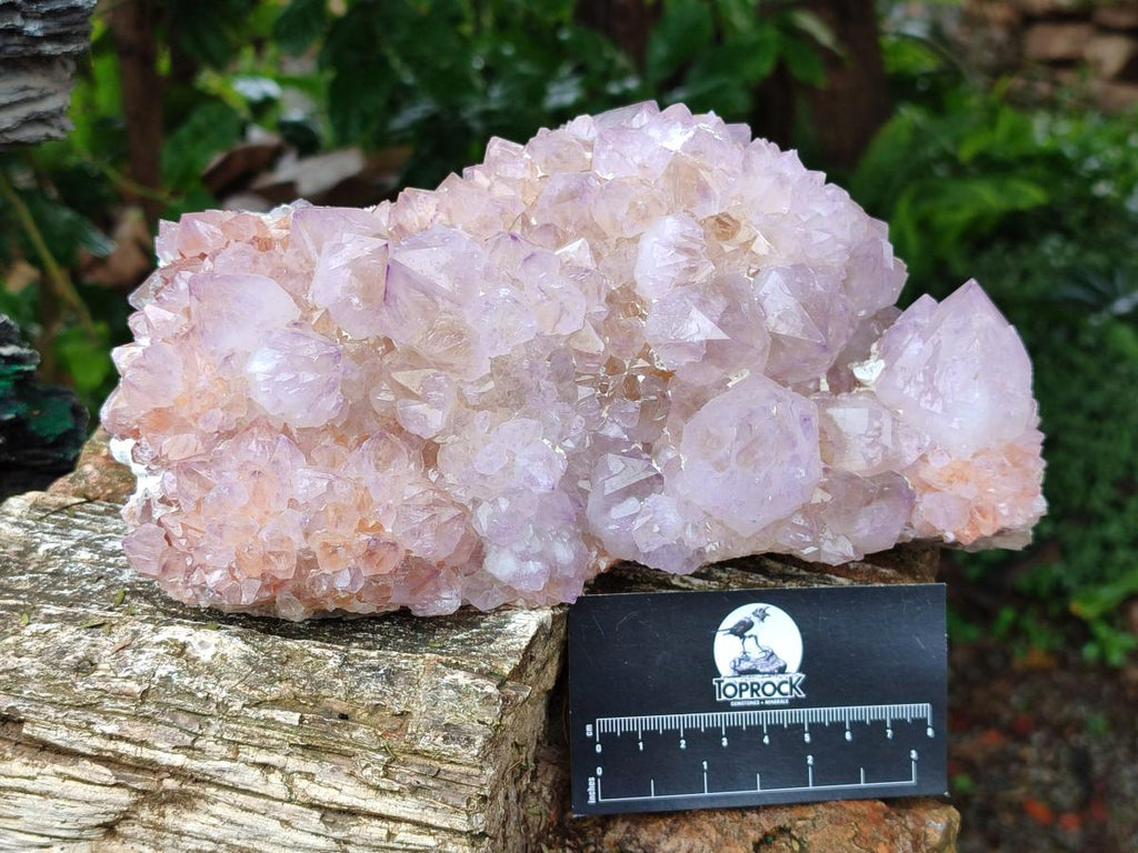 Natural XL Spirit Amethyst Crystal Cluster x 1 From Boekenhouthoek, South Africa - Toprock Gemstones and Minerals 