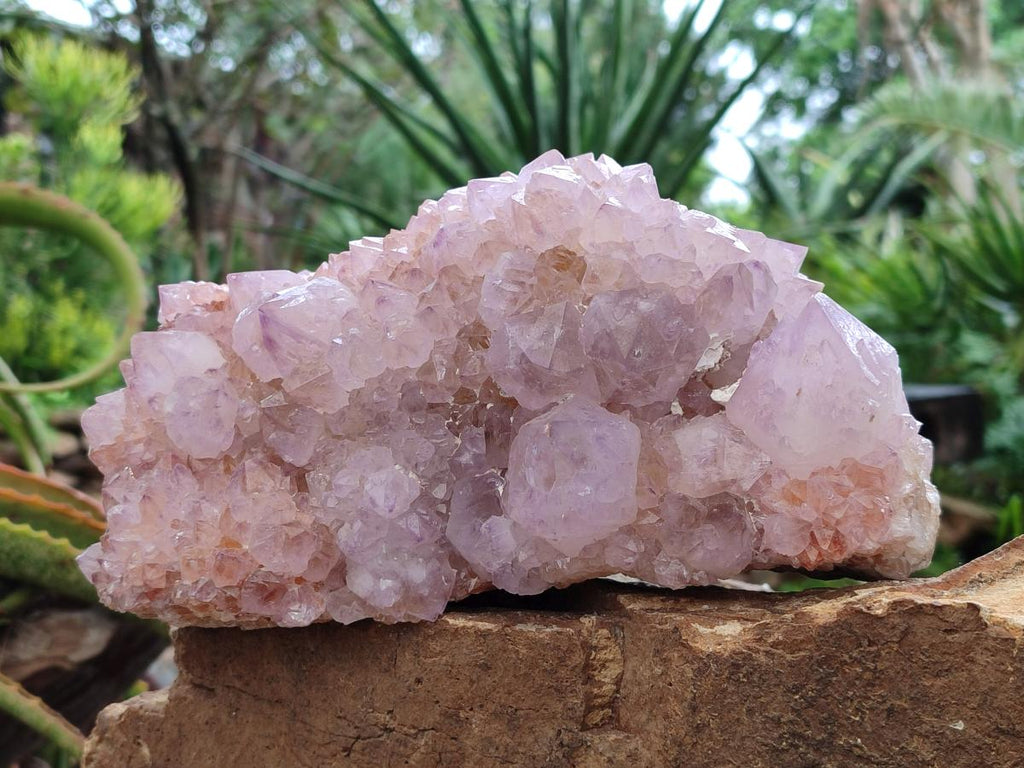 Natural XL Spirit Amethyst Crystal Cluster x 1 From Boekenhouthoek, South Africa - Toprock Gemstones and Minerals 