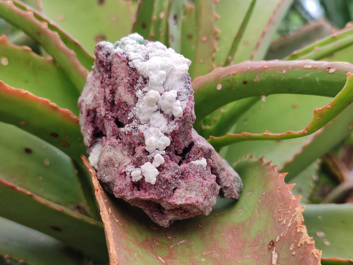 Natural Salrose Cobaltoan Dolomite Specimens with Various Inclusions x 12 From Kakanda, Congo - Toprock Gemstones and Minerals 