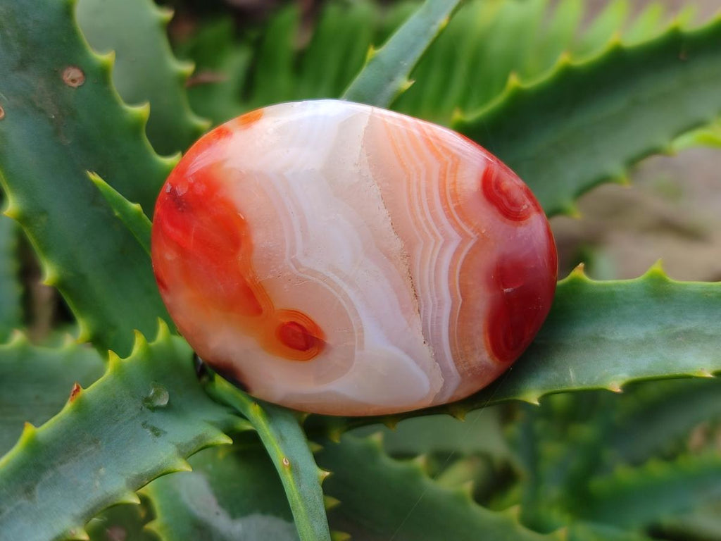 Polished Carnelian Agate Gemstone Galets x 35 From Madagascar - Toprock Gemstones and Minerals 