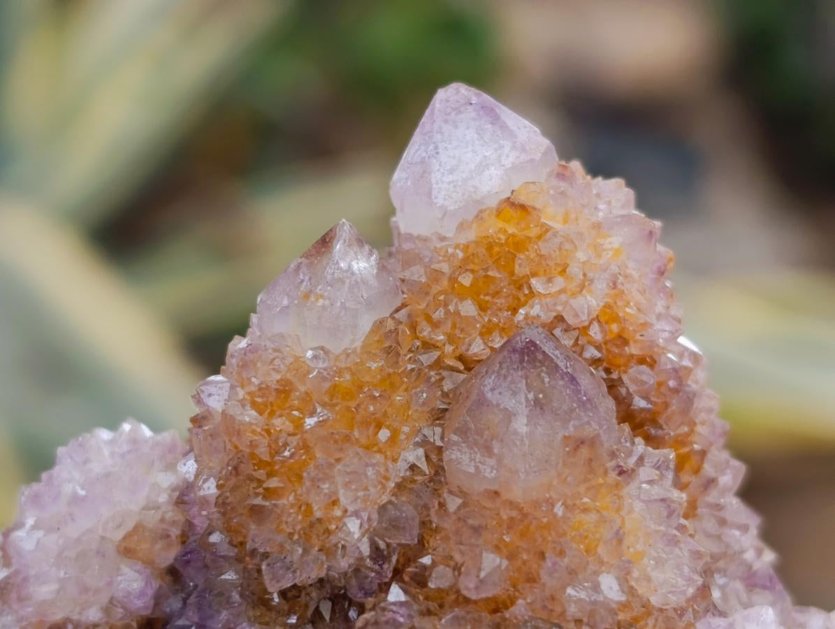 Natural Spirit Ametrine Clusters x 12 From Boekenhouthoek, South Africa - Toprock Gemstones and Minerals 