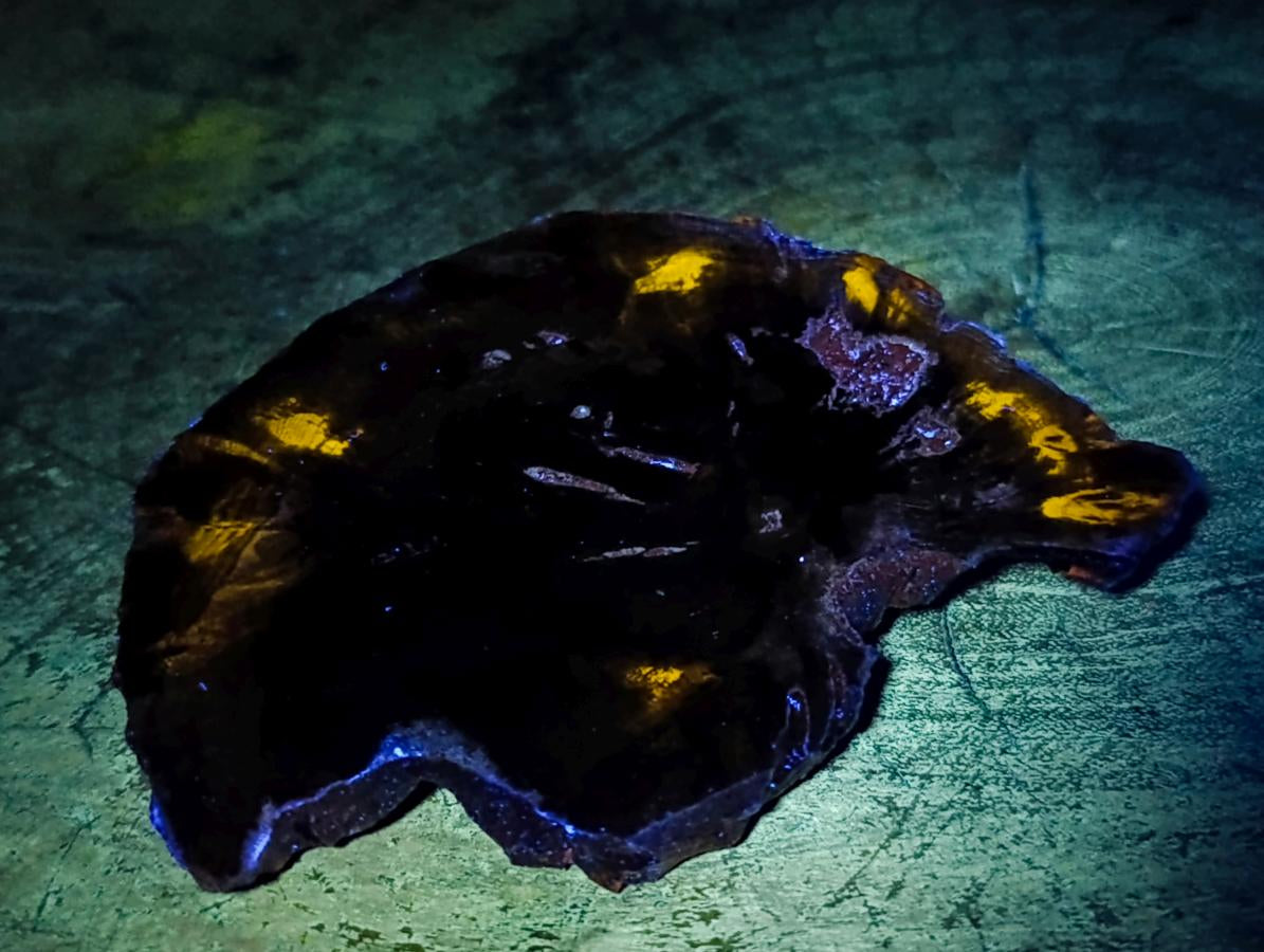 Polished Dadoxylon Petrified Wood Slices x 6 From Gokwe, Zimbabwe - Toprock Gemstones and Minerals 