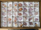 Natural Sunburst Spirit Amethyst Crystals x 35 From Boekenhouthoek, South Africa - Toprock Gemstones and Minerals 