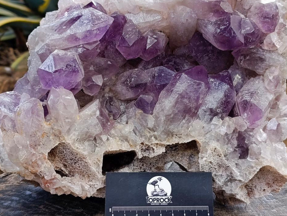 Natural XL Jacaranda Amethyst Crystal Cluster x 1 From Mumbwa, Zambia - Toprock Gemstones and Minerals 