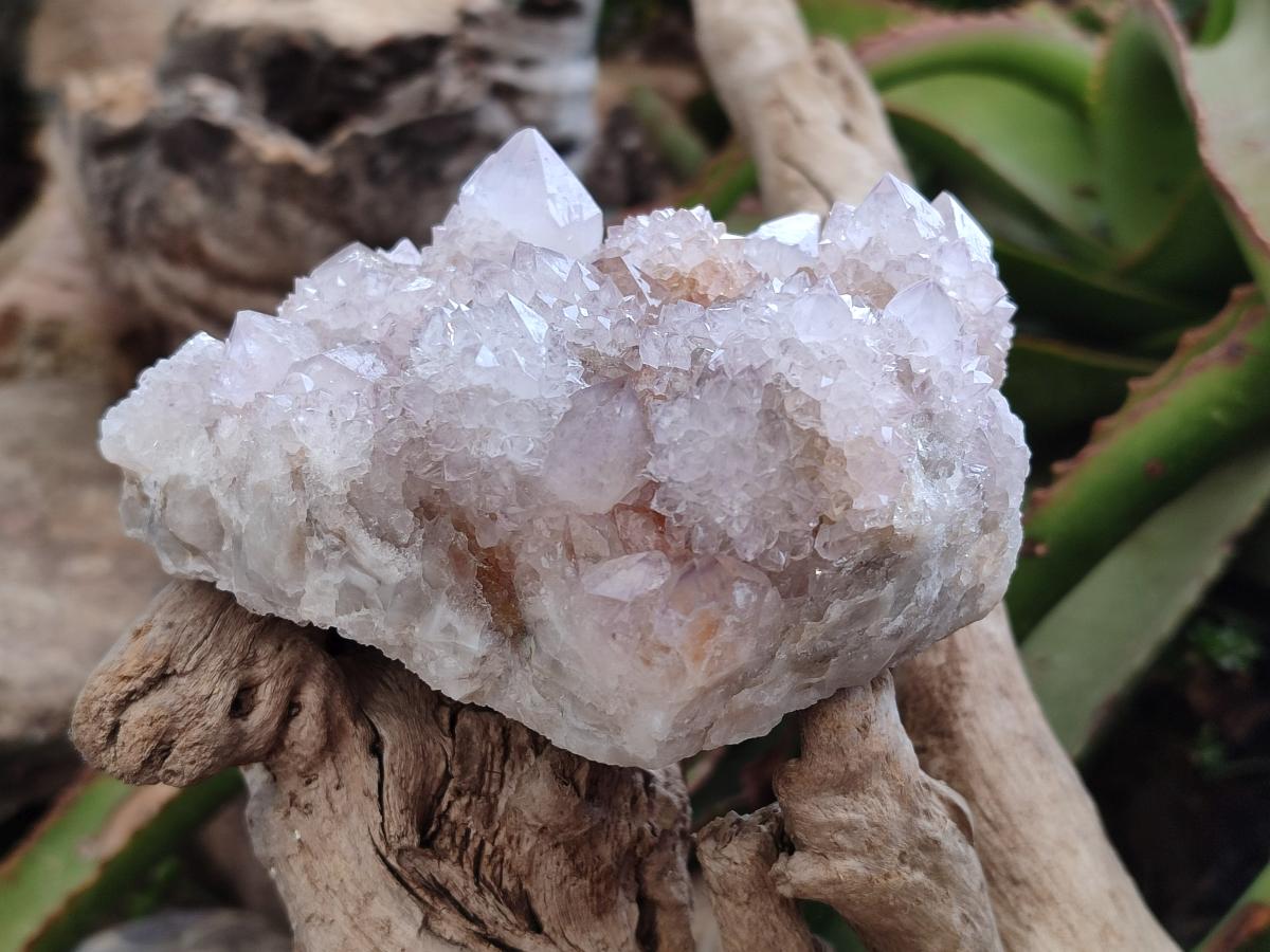 Natural White Spirit Quartz Cactus Flower Clusters x 3 From Boekenhouthoek, South Africa - Toprock Gemstones and Minerals 