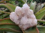 Natural White Spirit Quartz Cactus Flower Clusters x 3 From Boekenhouthoek, South Africa - Toprock Gemstones and Minerals 