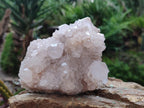 Natural White Spirit Quartz Cactus Flower Clusters x 3 From Boekenhouthoek, South Africa - Toprock Gemstones and Minerals 