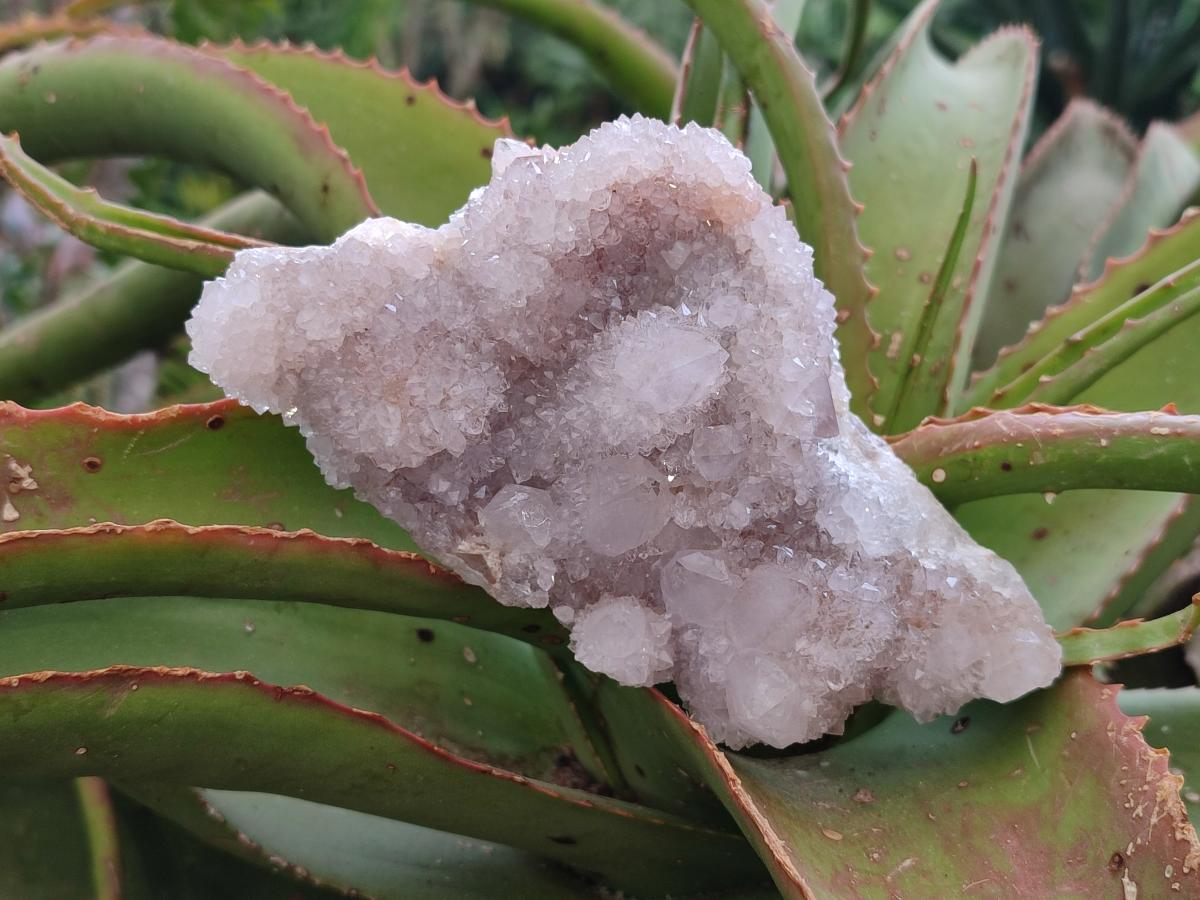 Natural White Spirit Quartz Cactus Flower Clusters x 3 From Boekenhouthoek, South Africa - Toprock Gemstones and Minerals 