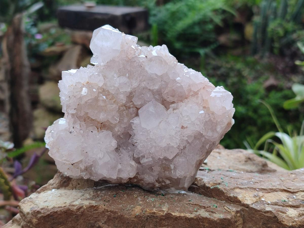 Natural White Spirit Quartz Cactus Flower Clusters x 3 From Boekenhouthoek, South Africa - Toprock Gemstones and Minerals 