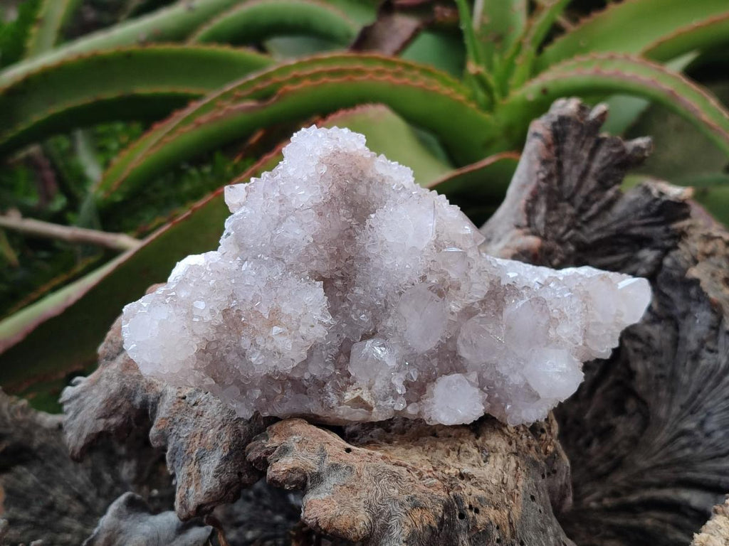 Natural White Spirit Quartz Cactus Flower Clusters x 3 From Boekenhouthoek, South Africa - Toprock Gemstones and Minerals 