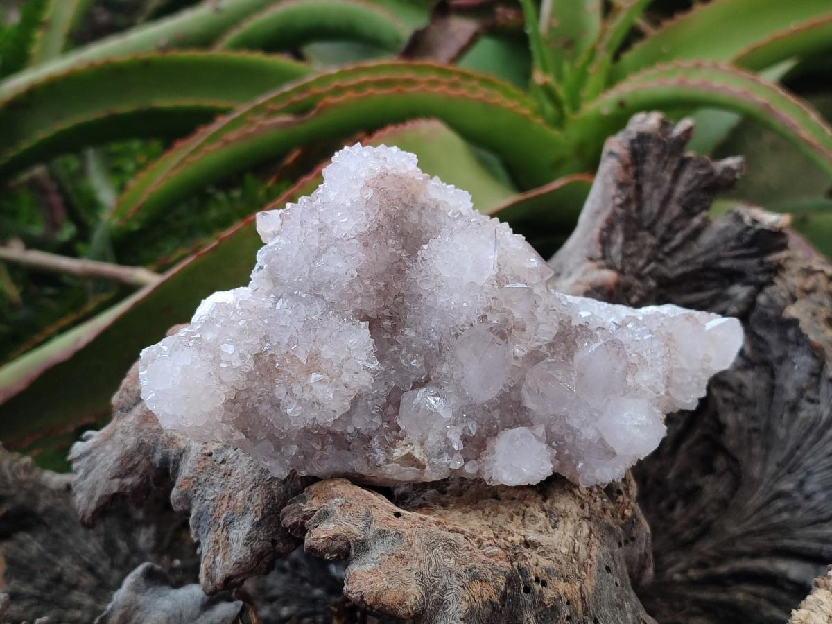 Natural White Spirit Quartz Cactus Flower Clusters x 3 From Boekenhouthoek, South Africa - Toprock Gemstones and Minerals 